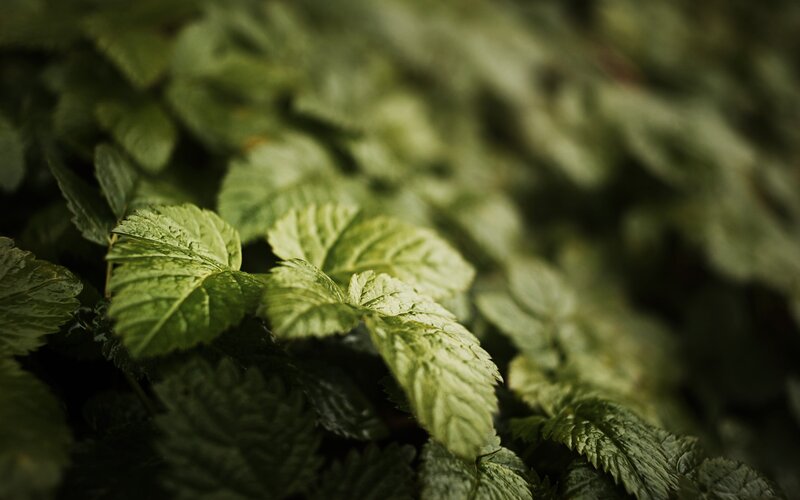 Green Leaves in Forest — Serene, Photograph