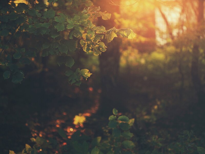 Green Leaves in Forest — Serene, Sunset
