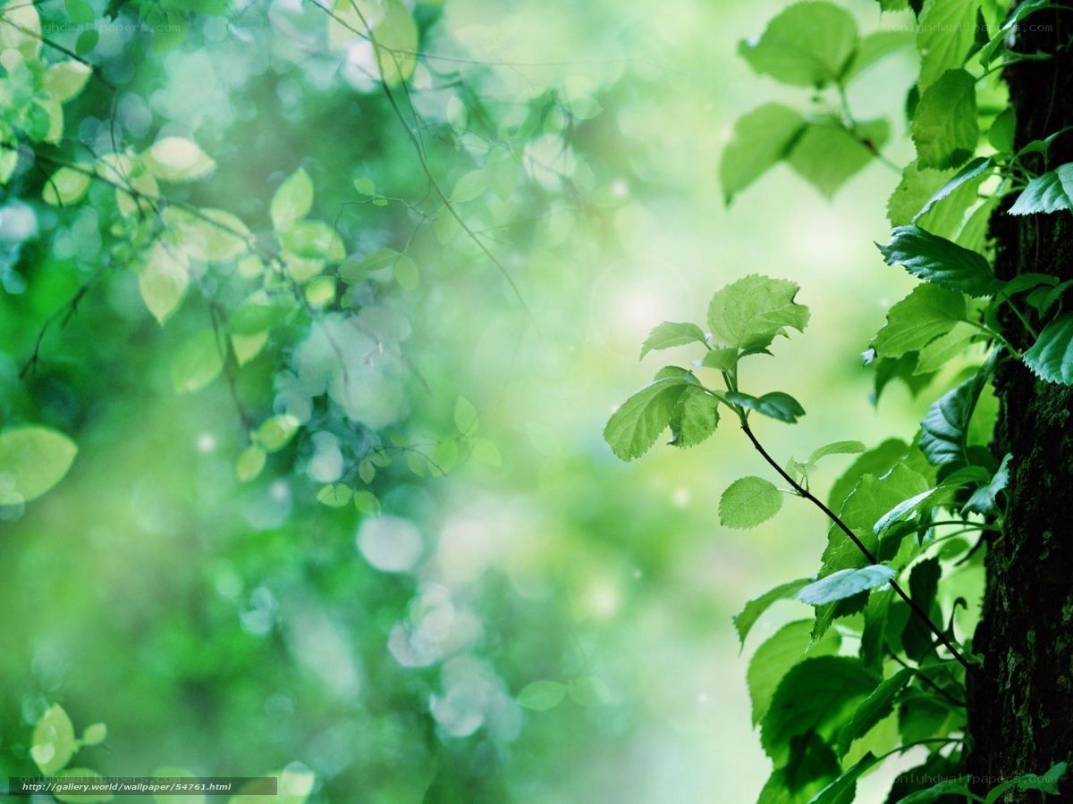 green leaves in forest