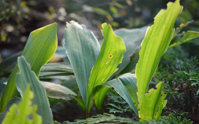 Green Leaves in Garden