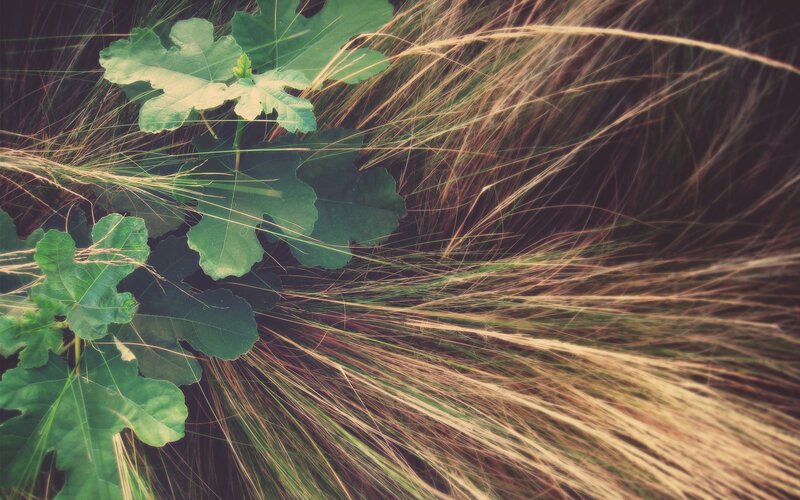 green leaves in golden grass