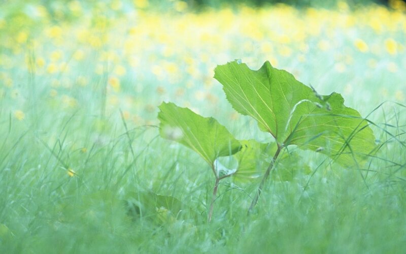 Green Leaves in Grass — Serene, Spring