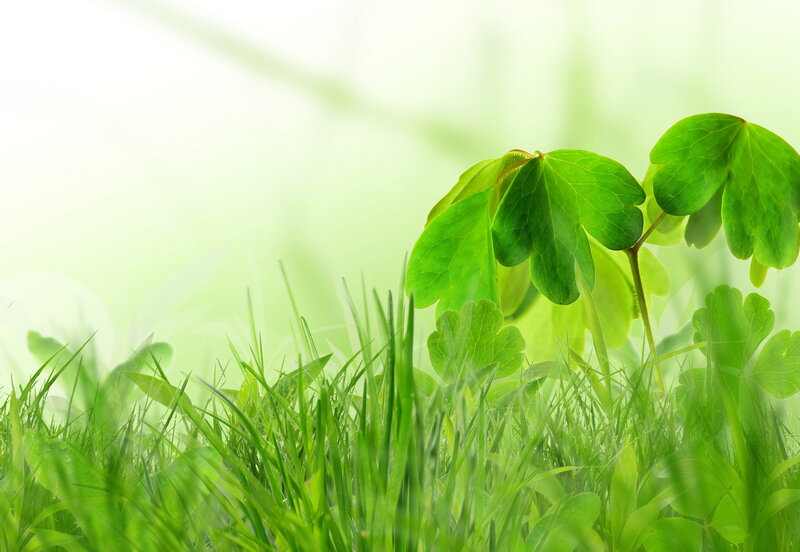 Green Leaves in Grass — Serene