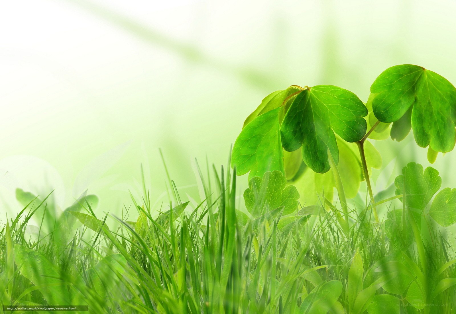 Green leaves in grass