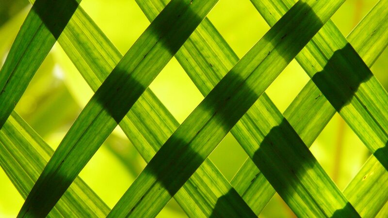 Green Leaves in Lattice