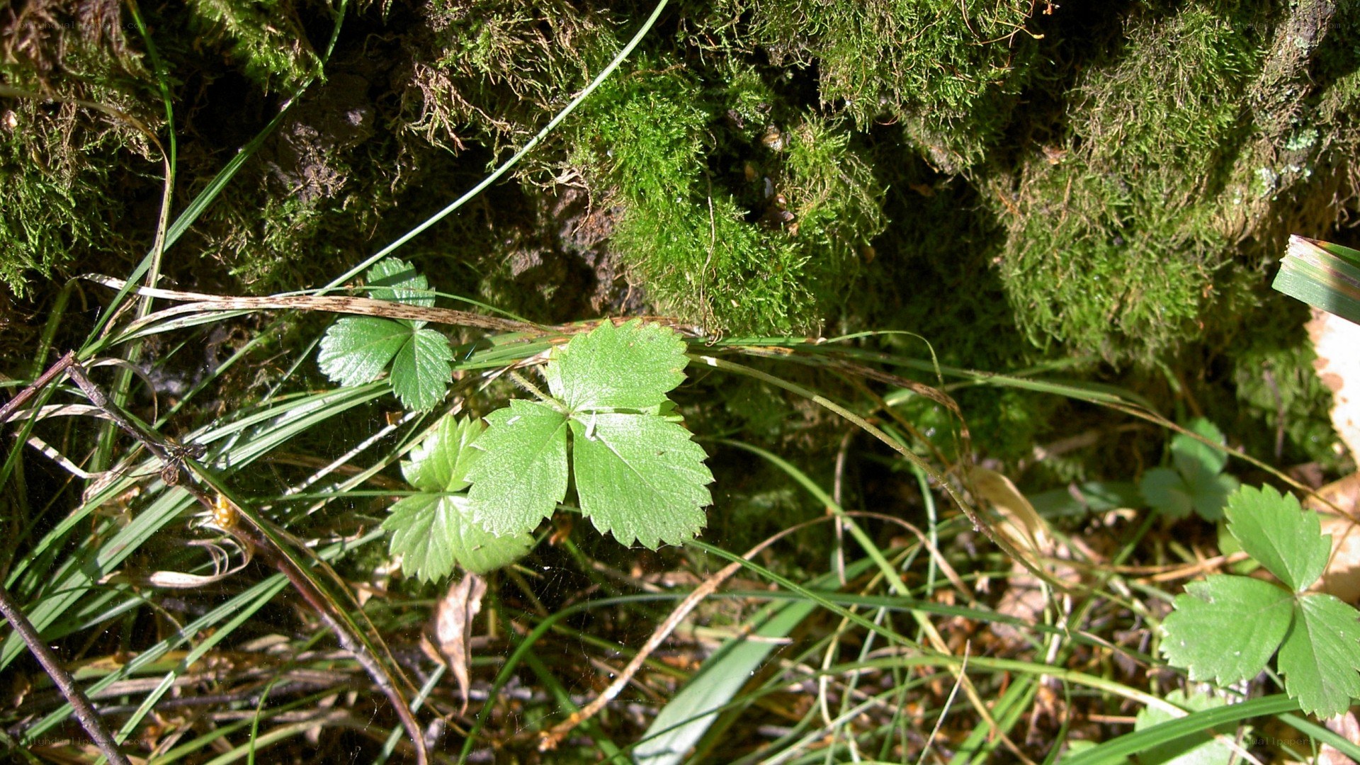 green leaves in mossy forest