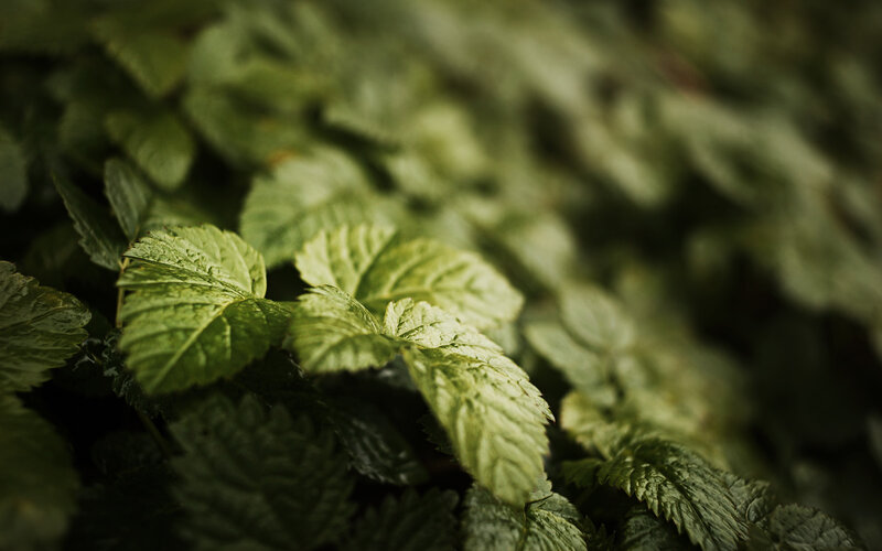 green leaves in natural light