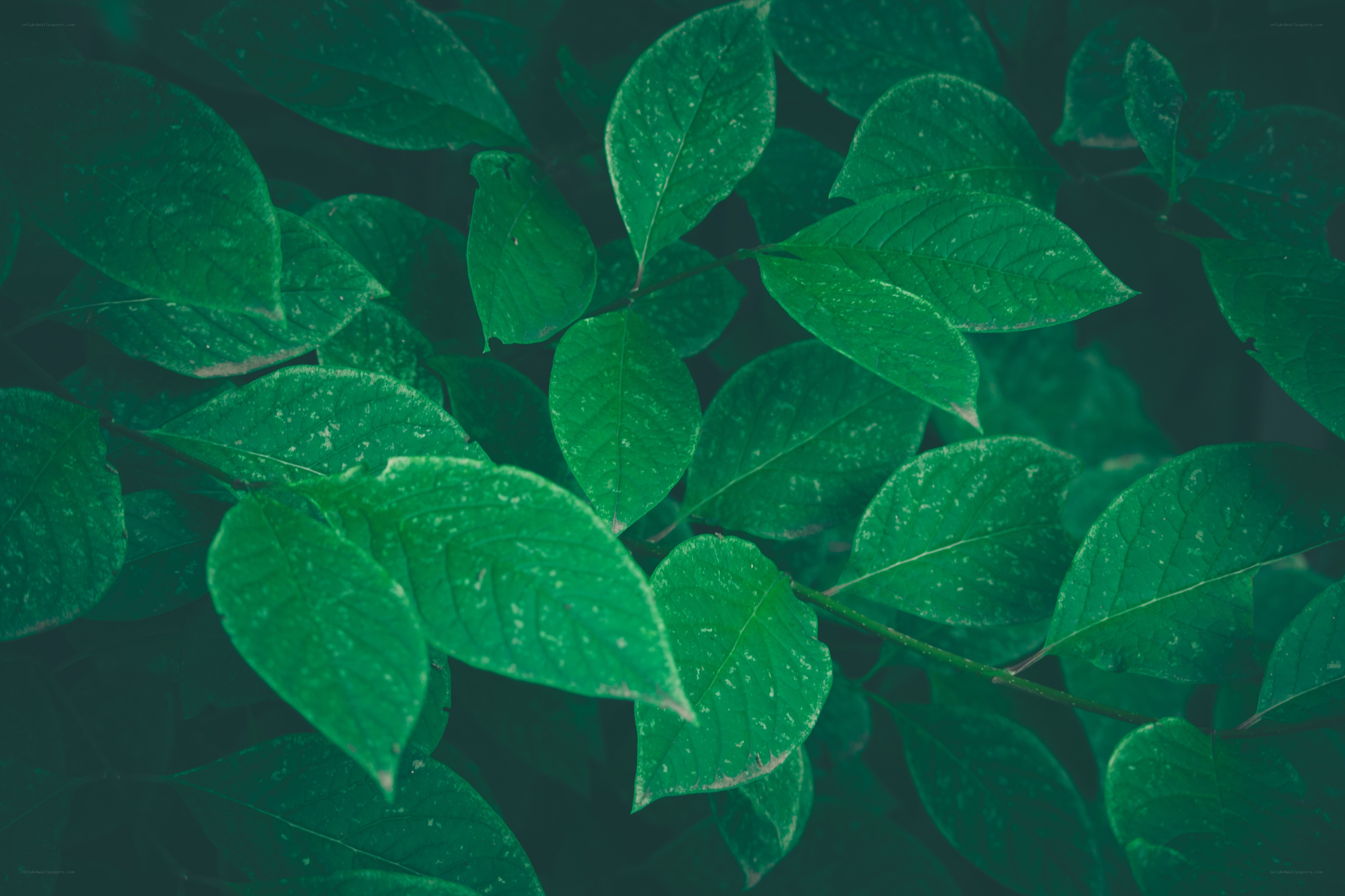 green leaves in natural light