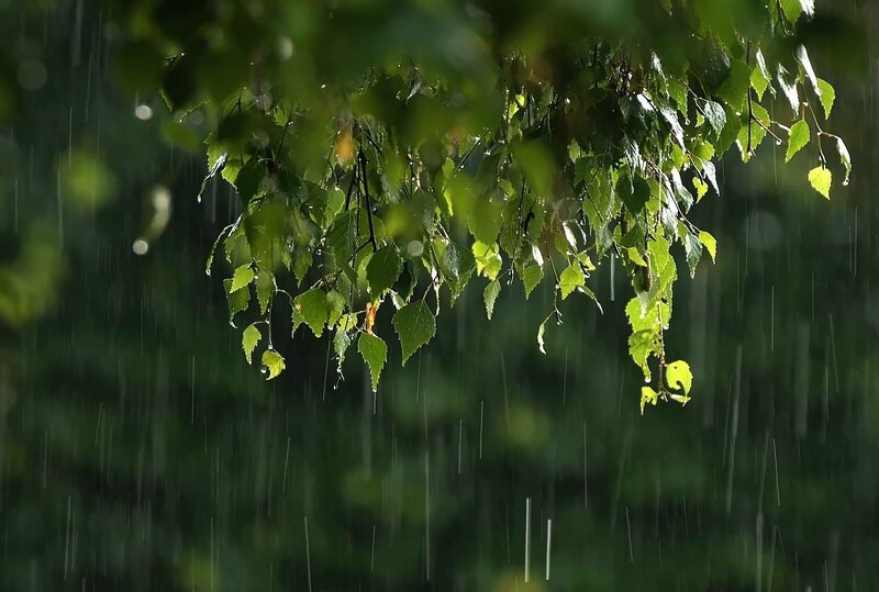 Green Leaves in Rain — Calm, Photograph, Branches