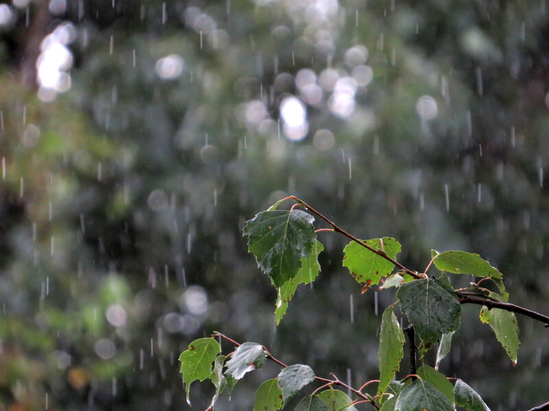 Green Leaves in Rain — Calm, Photograph