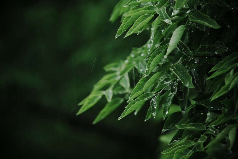 Green Leaves in Rain — Calm, Photograph, Tree
