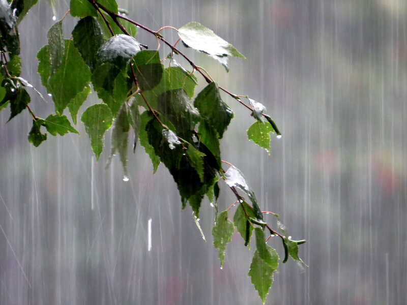 Green Leaves in Rain — Calm