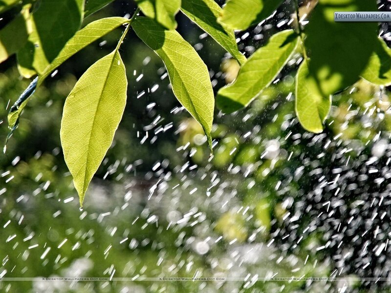 Green Leaves in Rain