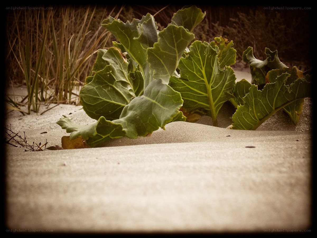 green leaves in sand