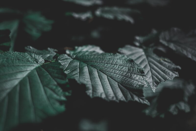 Green Leaves in Shade