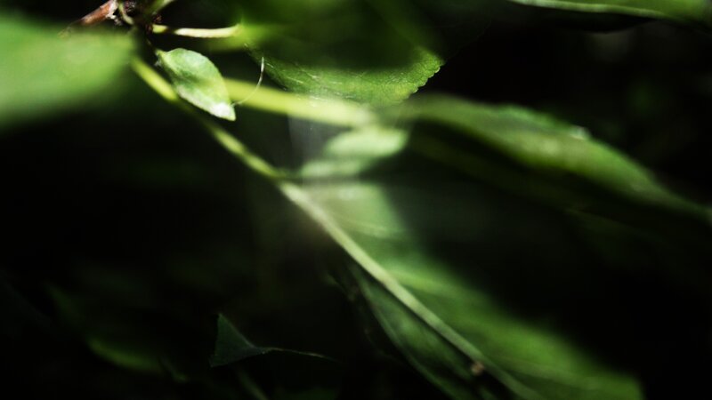 Green Leaves in Shadow — Dark