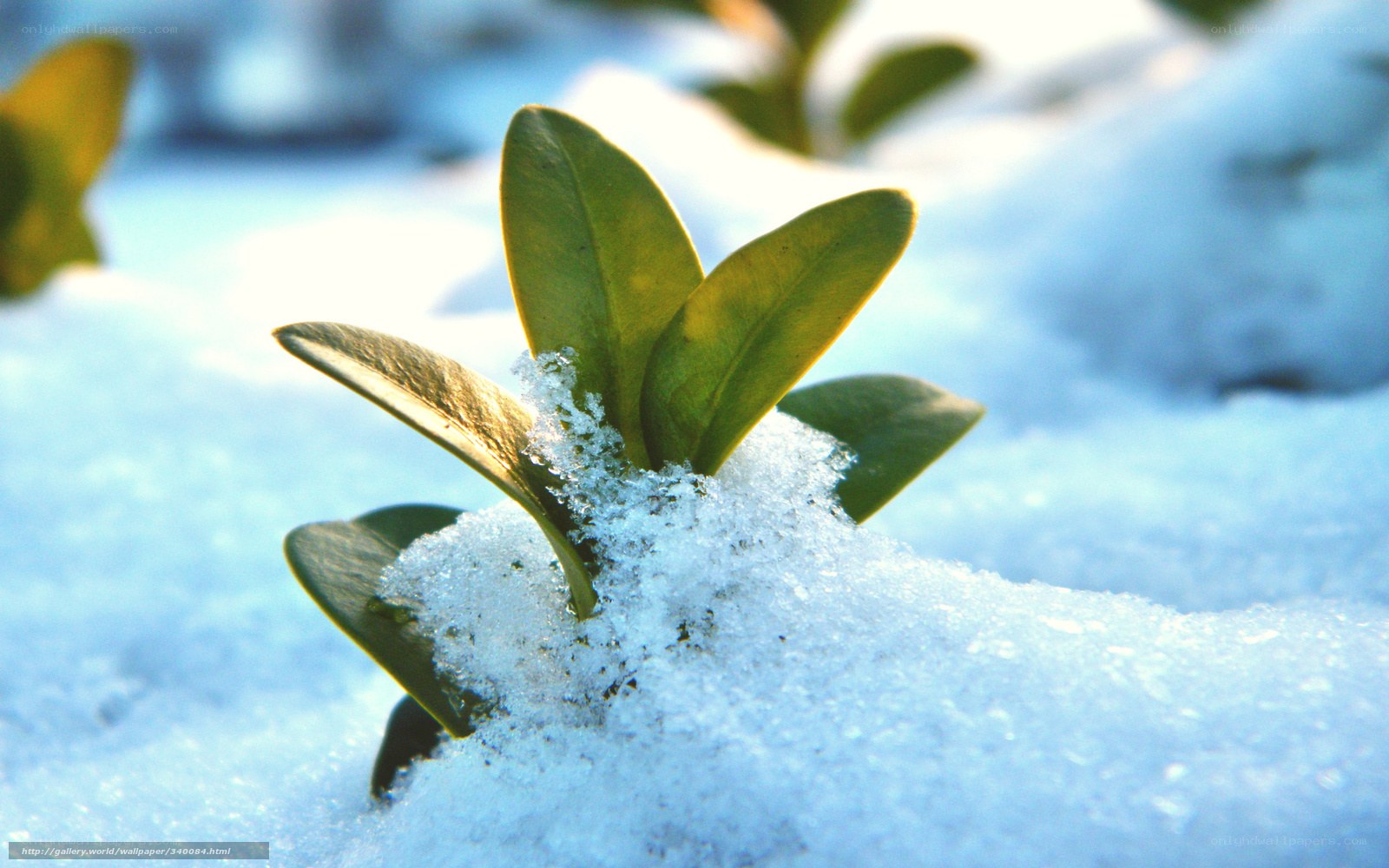 green leaves in snow