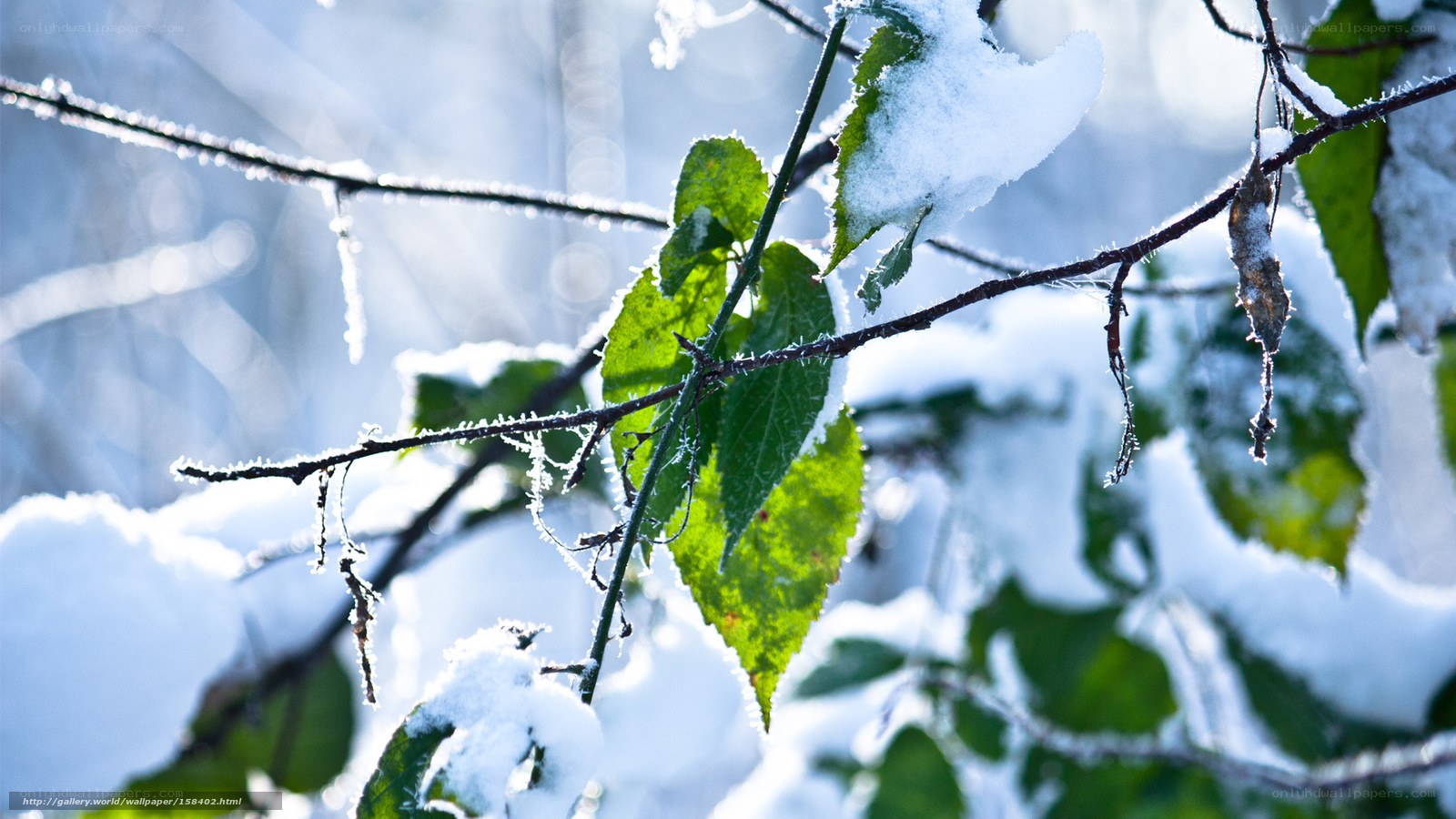 Green leaves in snowy branches