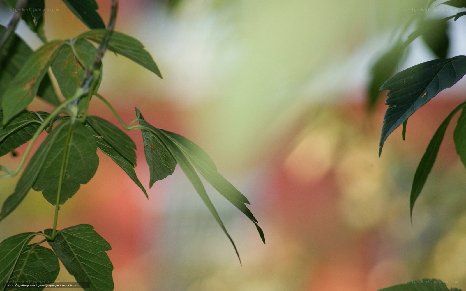 Green leaves in soft focus