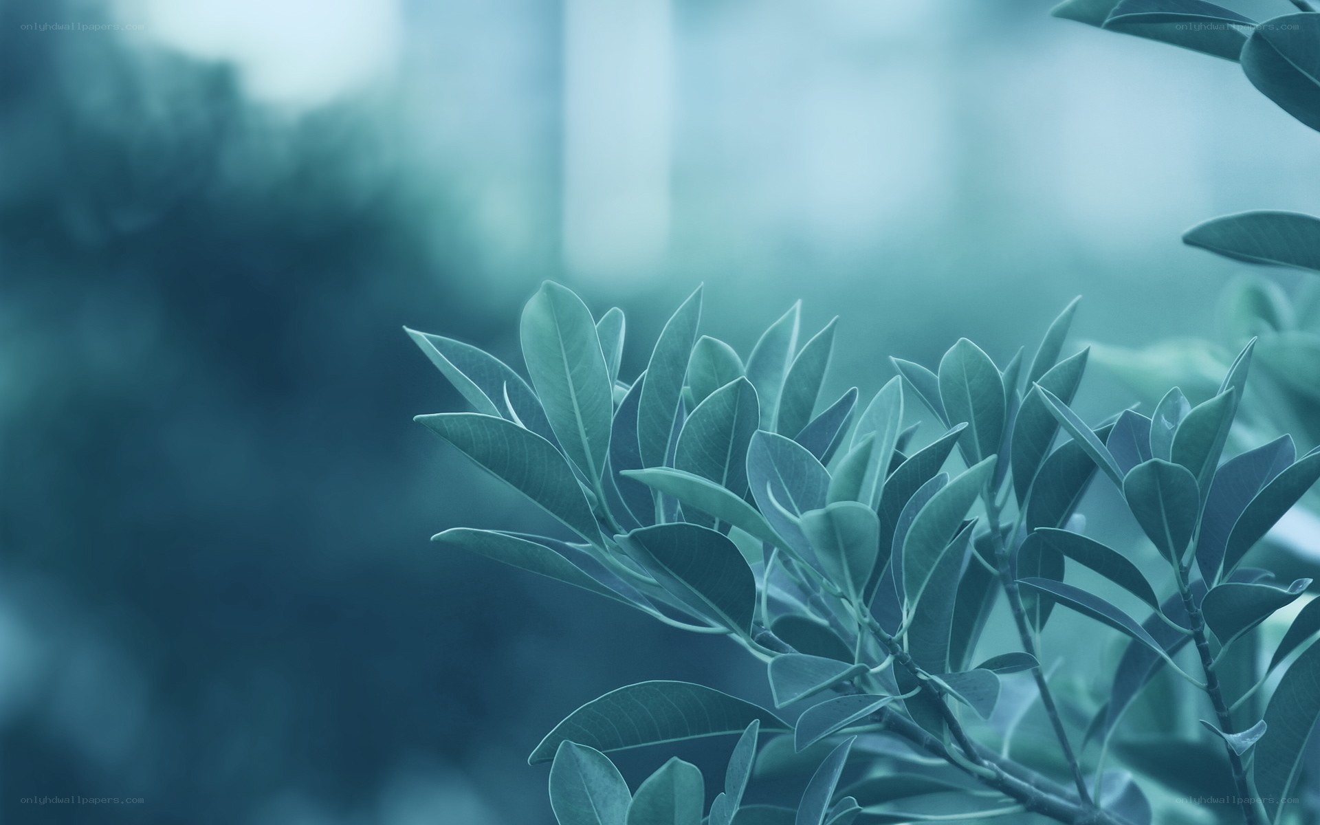 green leaves in soft focus