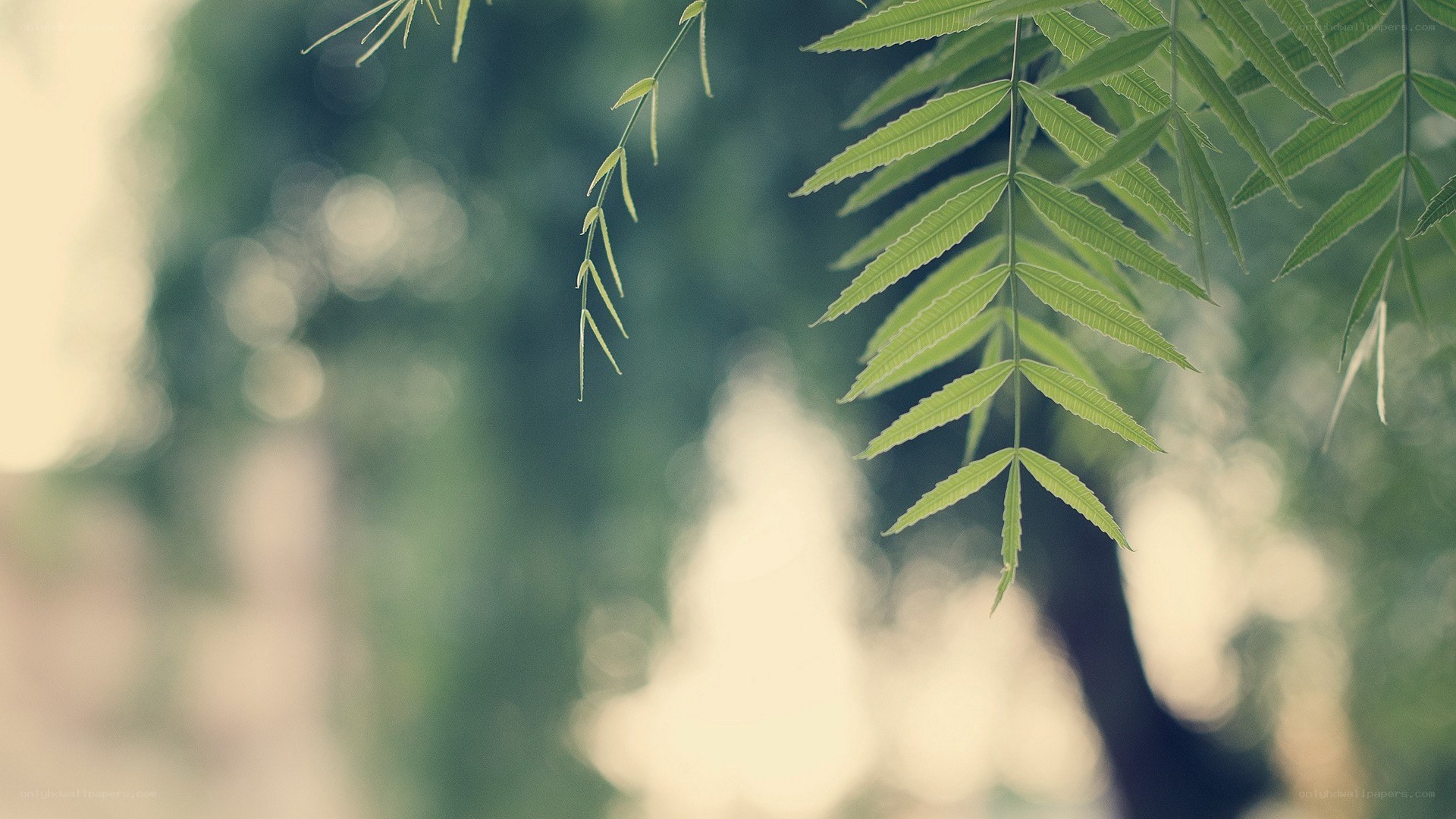 green leaves in soft focus