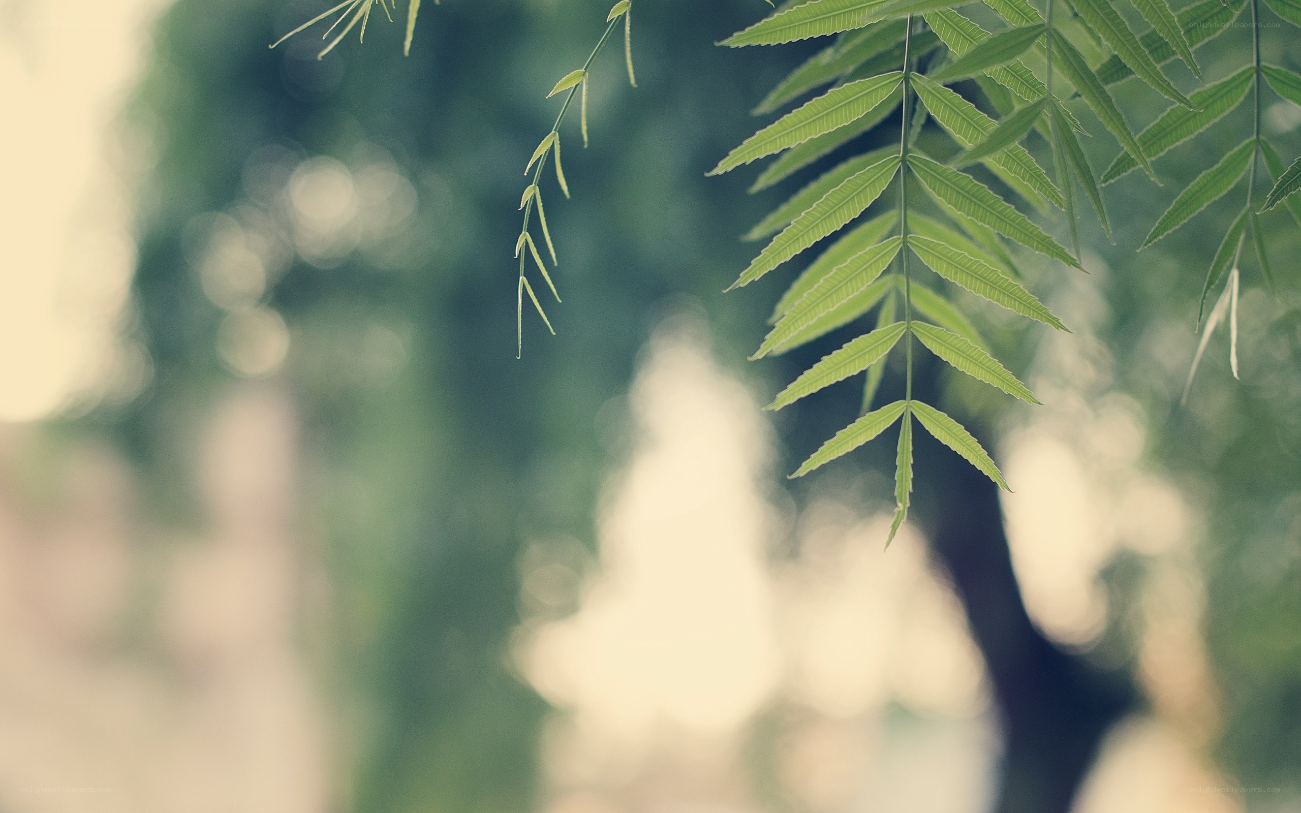 green leaves in soft focus