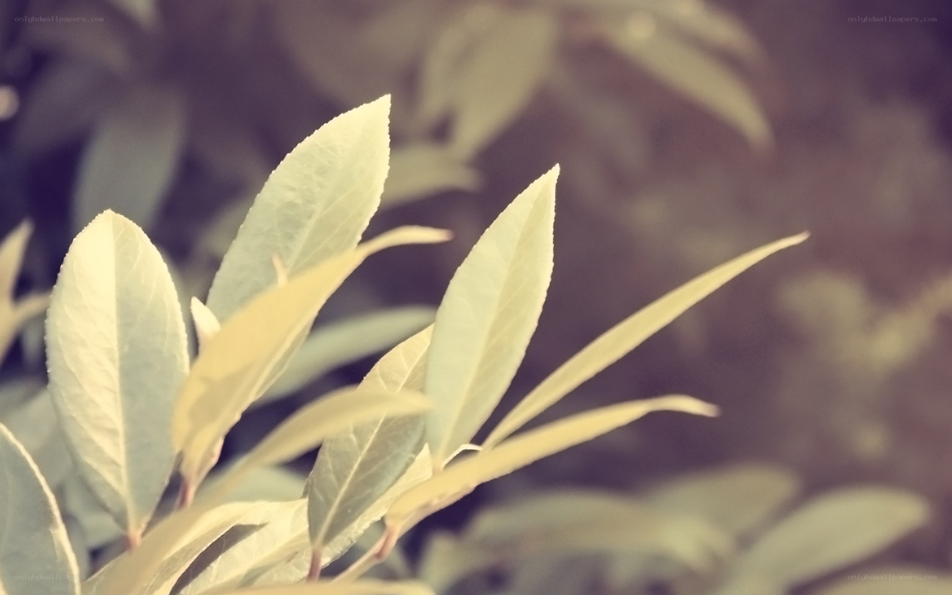 green leaves in soft light