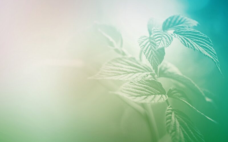 green leaves in soft light