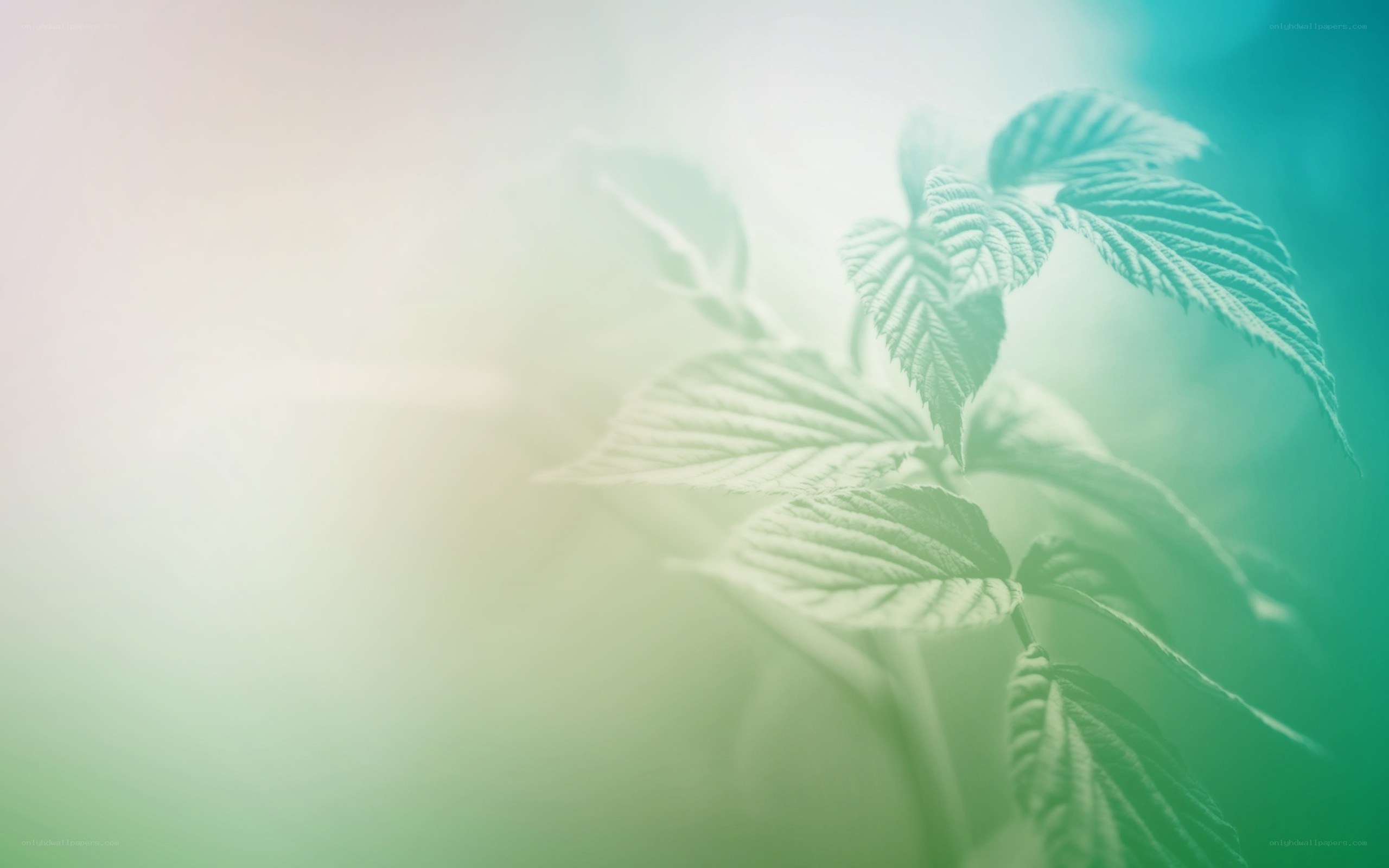 green leaves in soft light