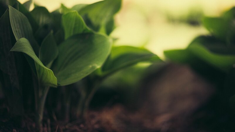 Green Leaves in Soil