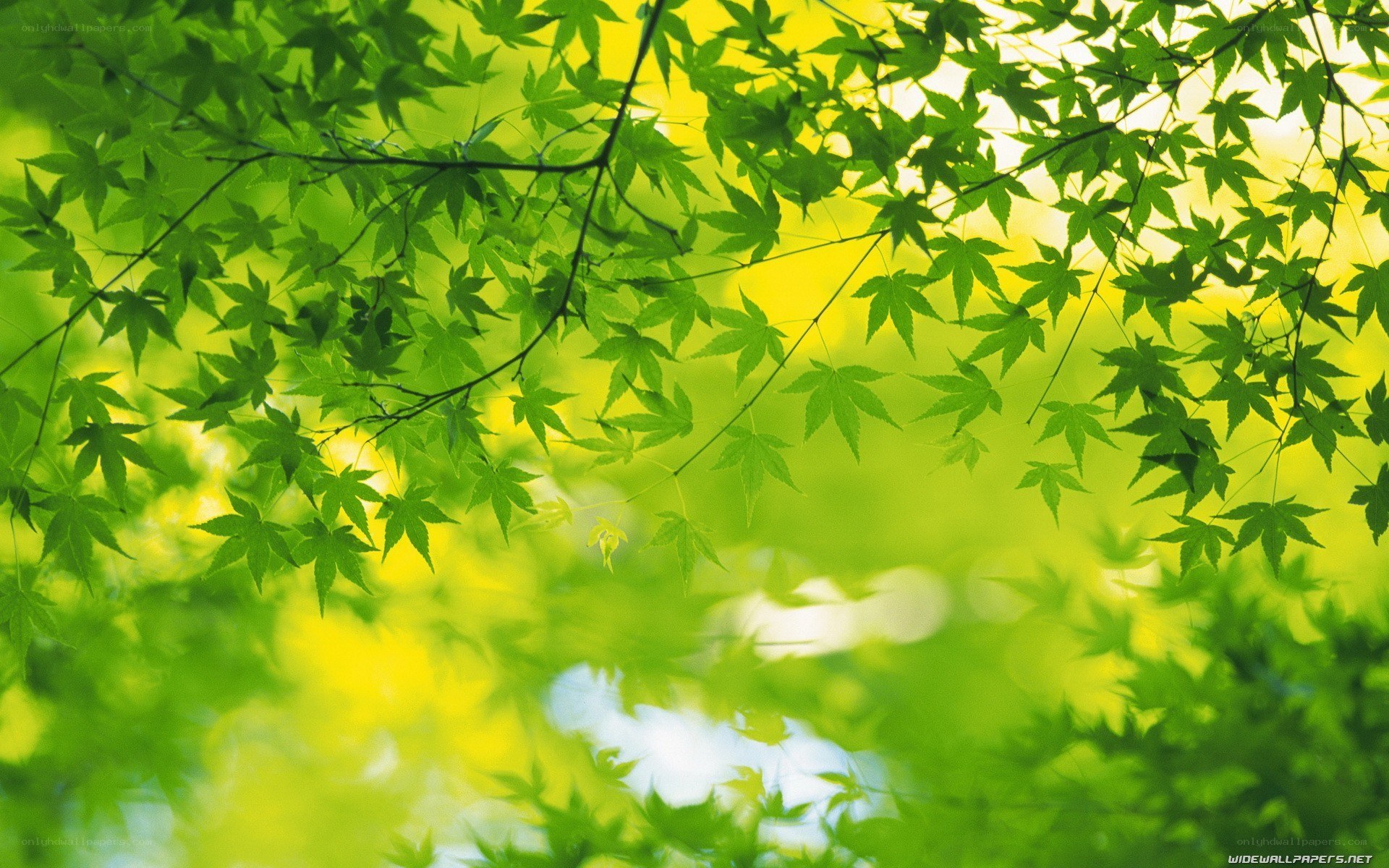 Green leaves in sunlight