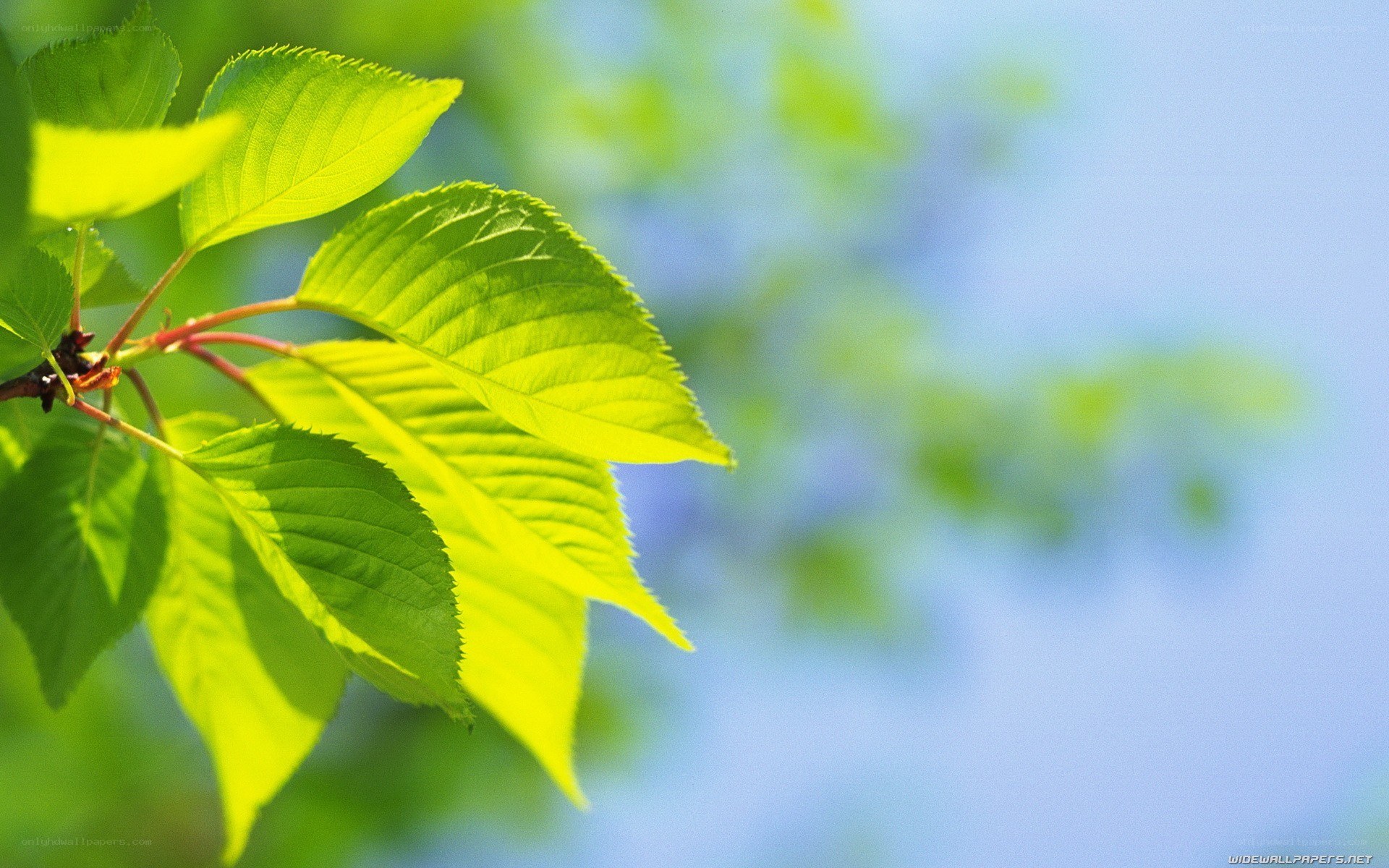 green leaves in sunlight