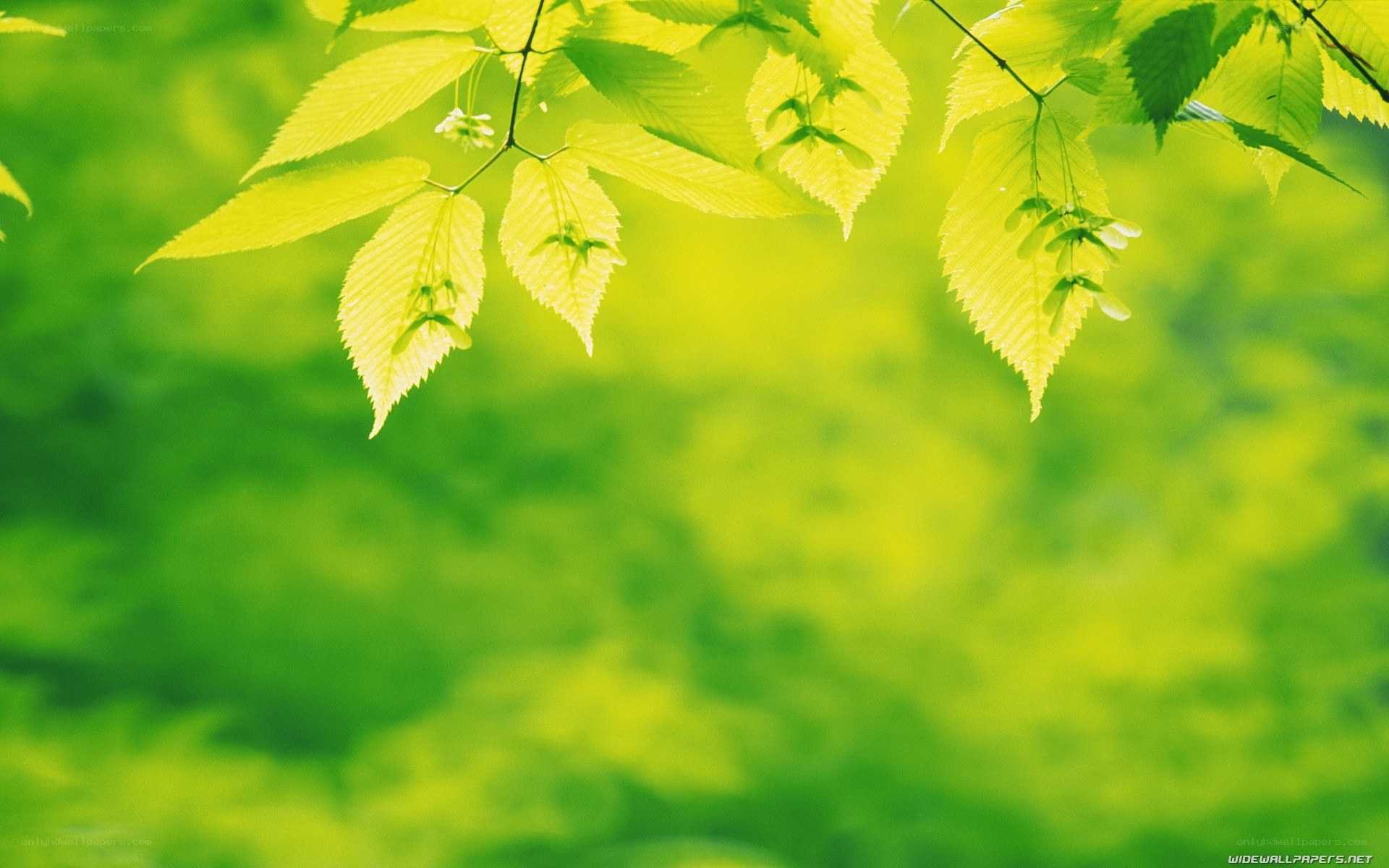 green leaves in sunlight