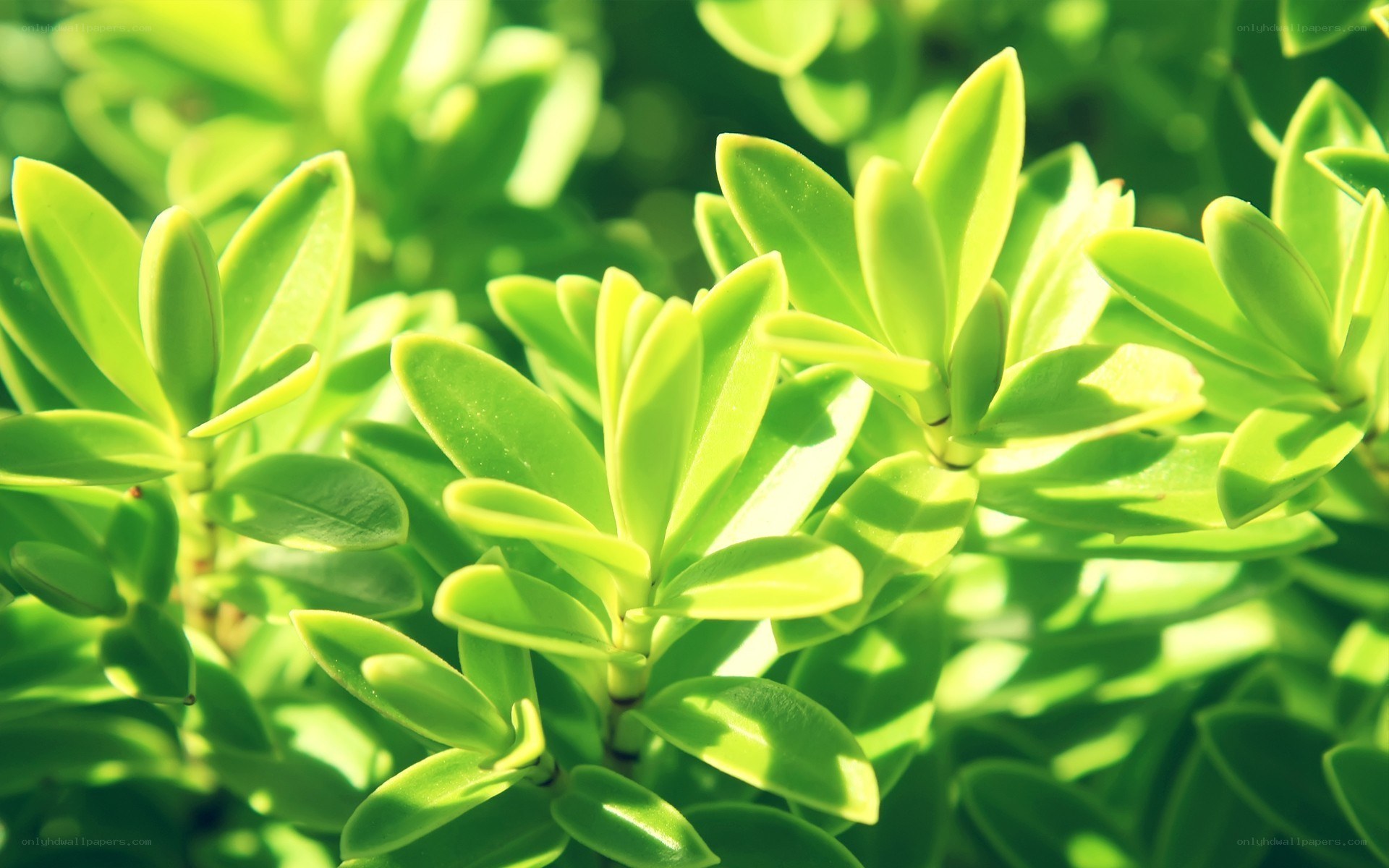 green leaves in sunlight