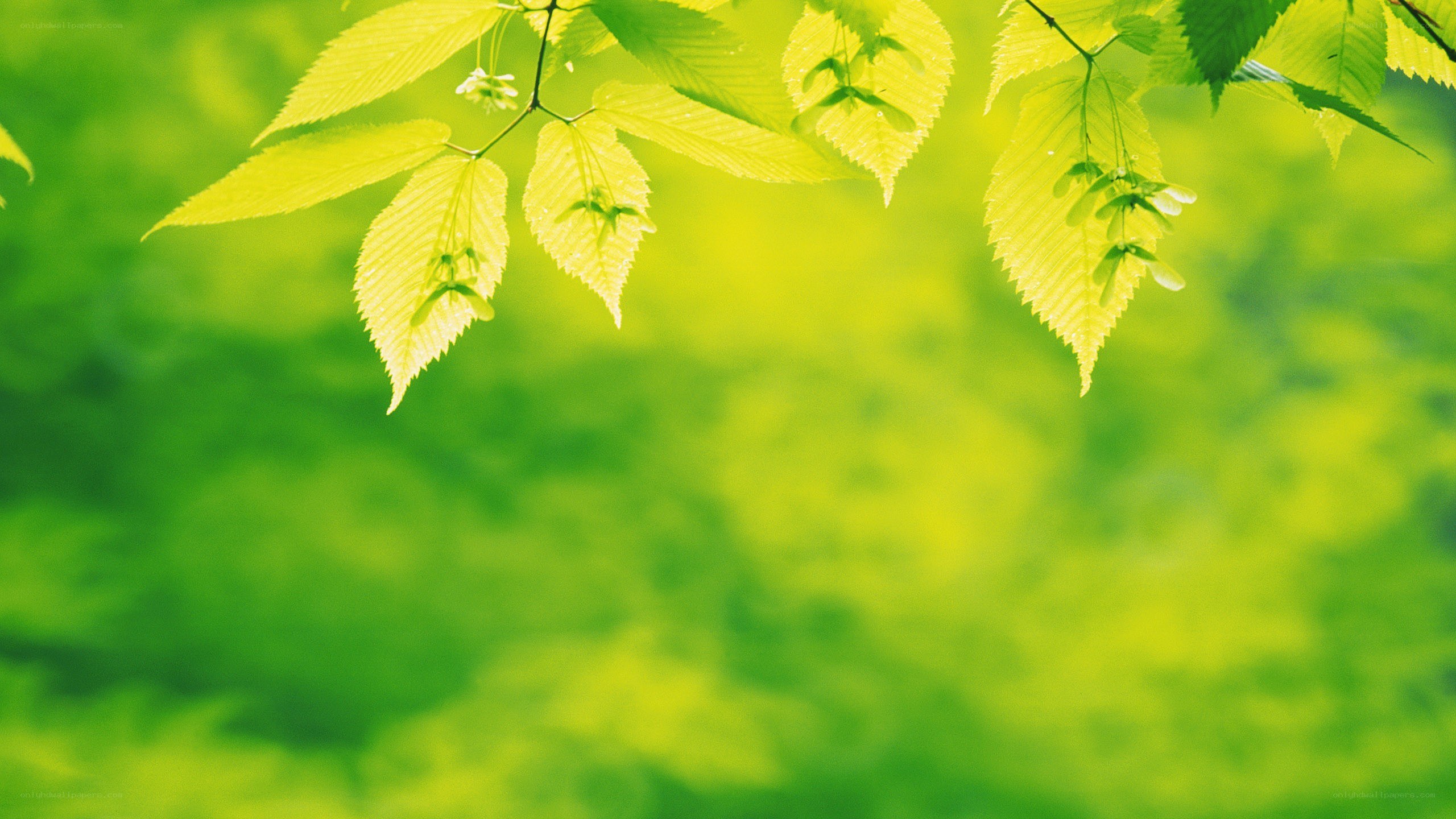 green leaves in sunlight