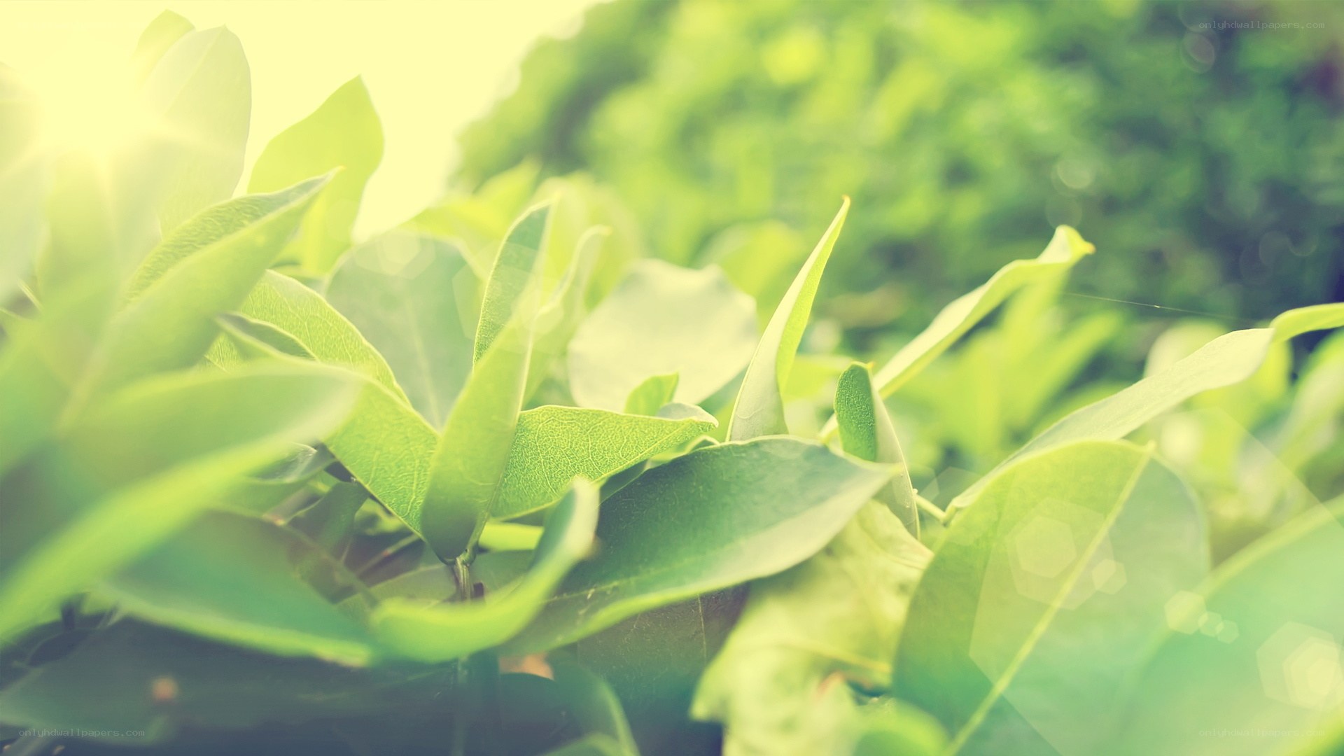 green leaves in sunlight