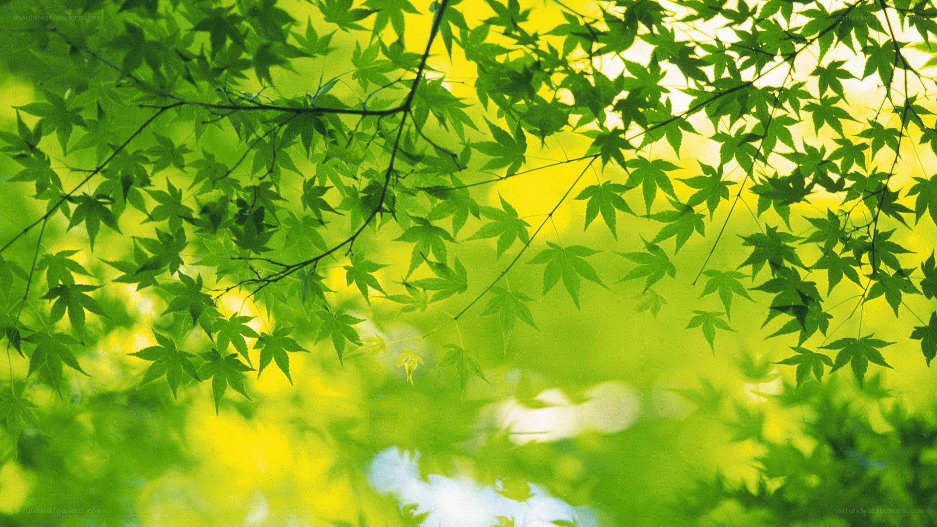 green leaves in sunlight