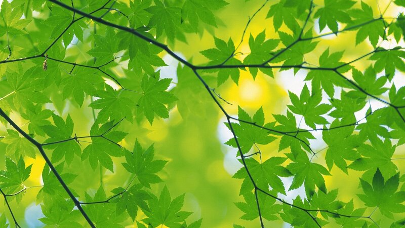 green leaves in sunlight