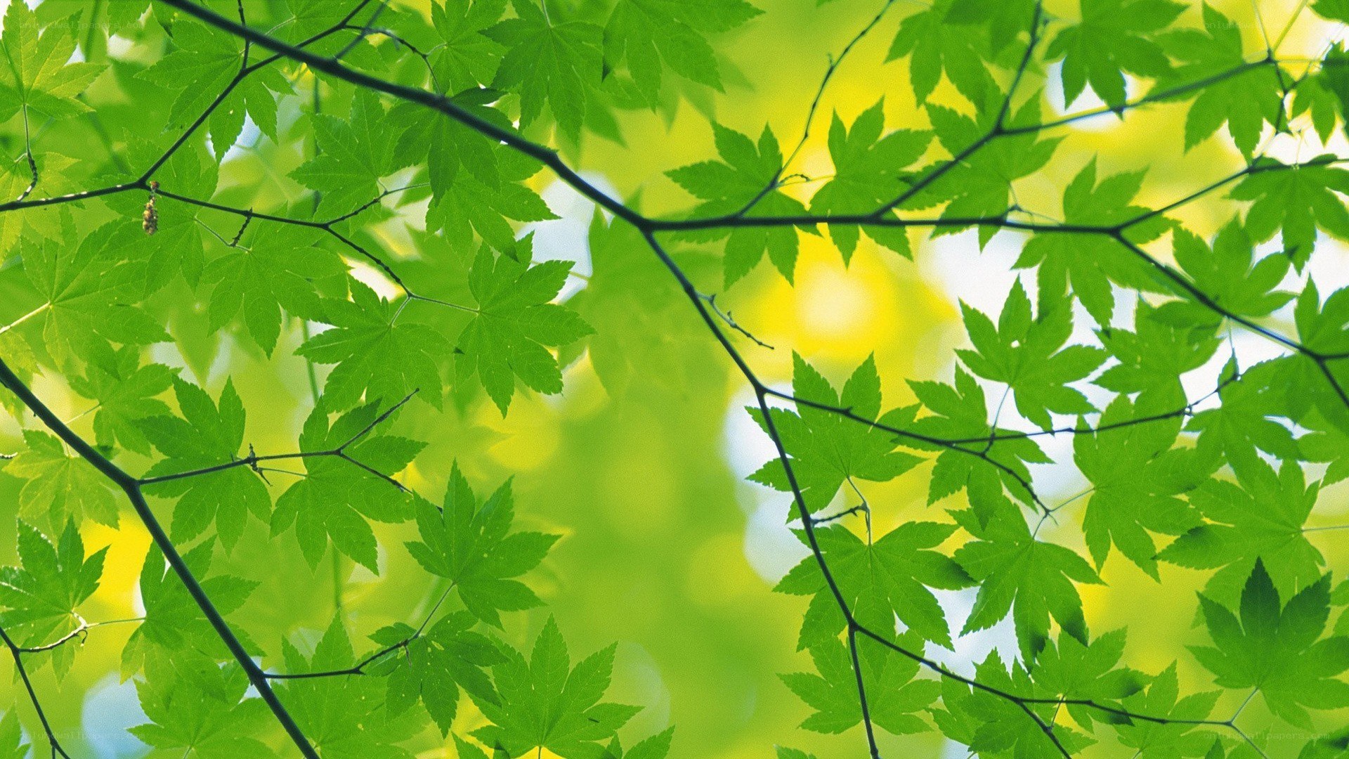 green leaves in sunlight