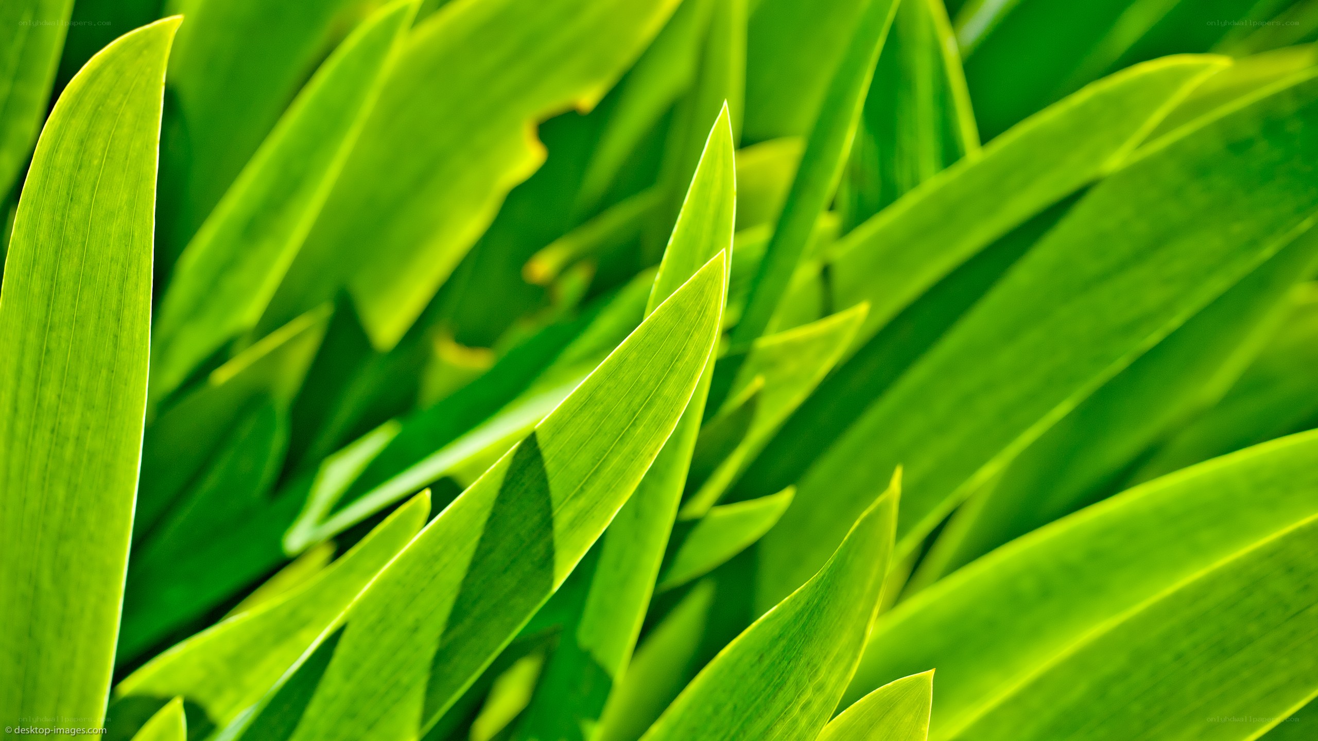 green leaves in sunlight