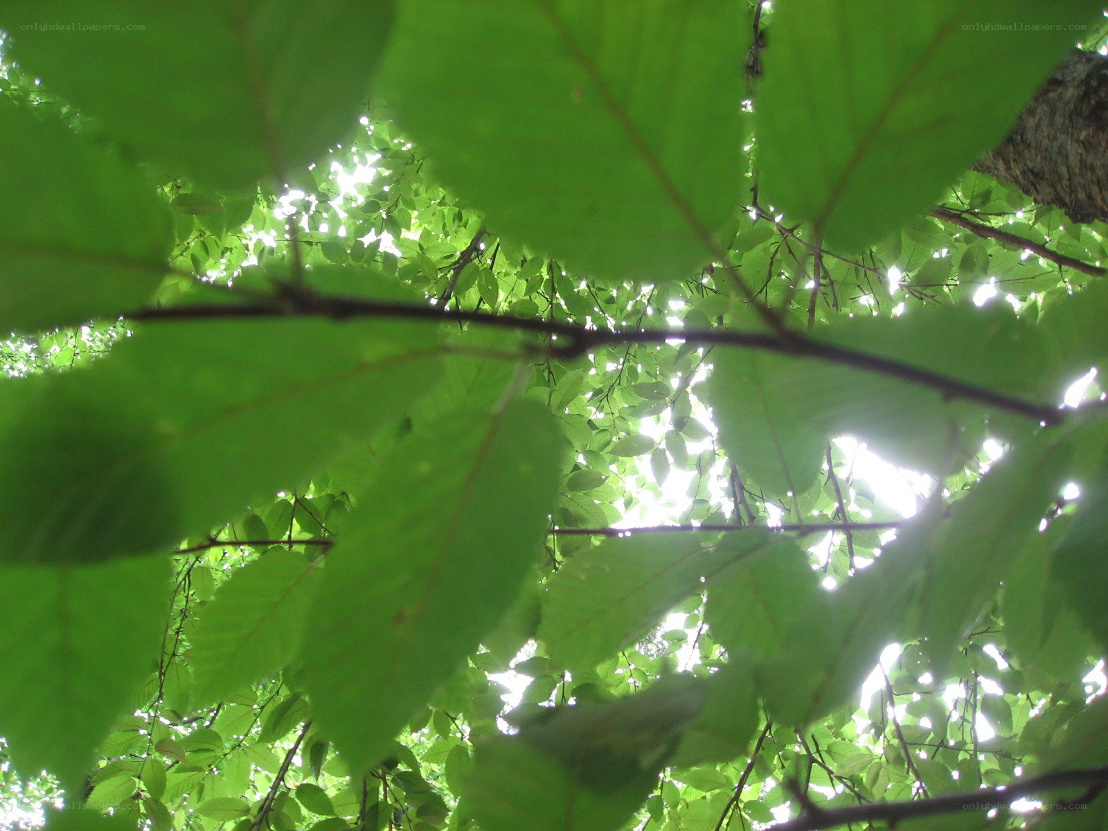 green leaves in sunlight