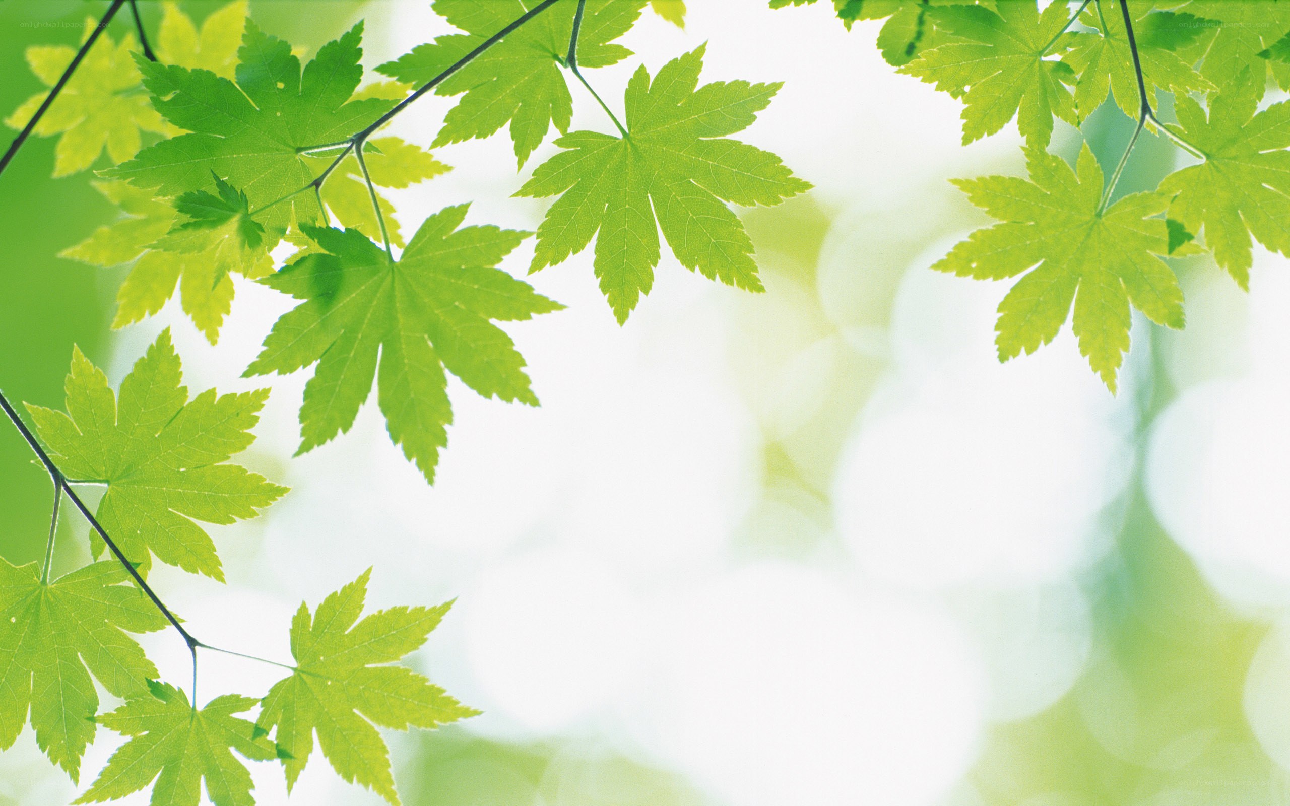 green leaves in sunlight