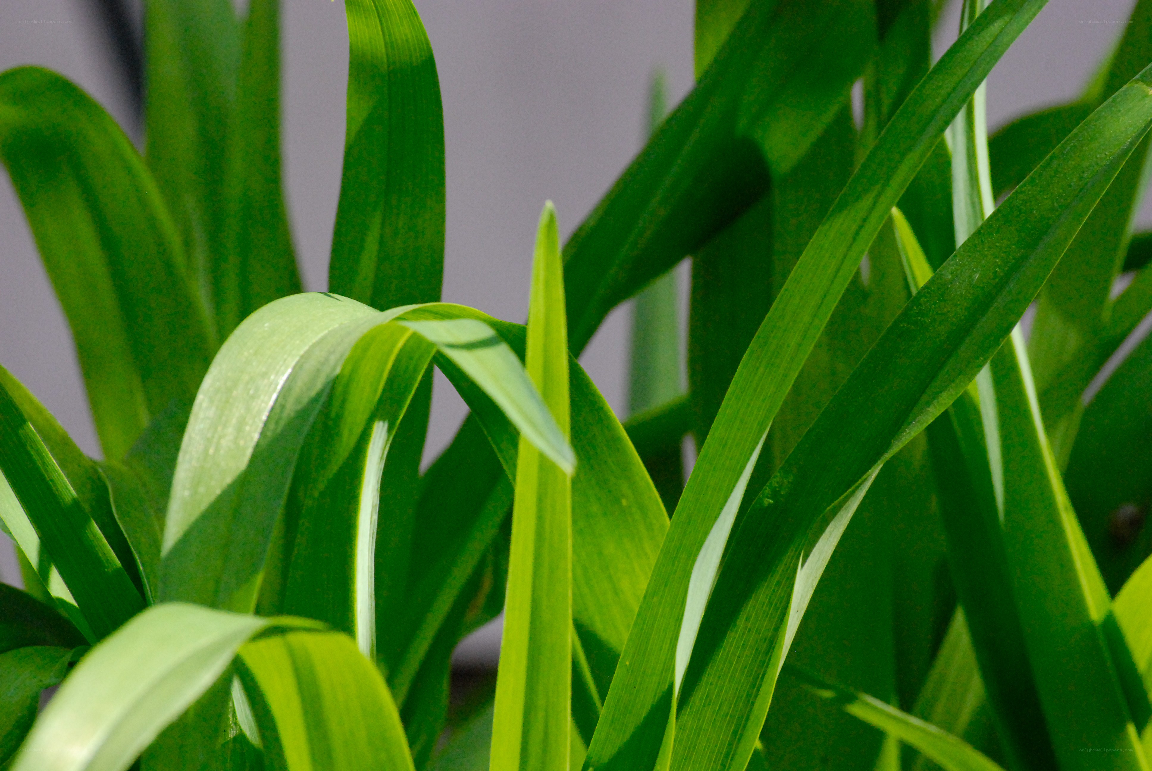 green leaves in sunlight
