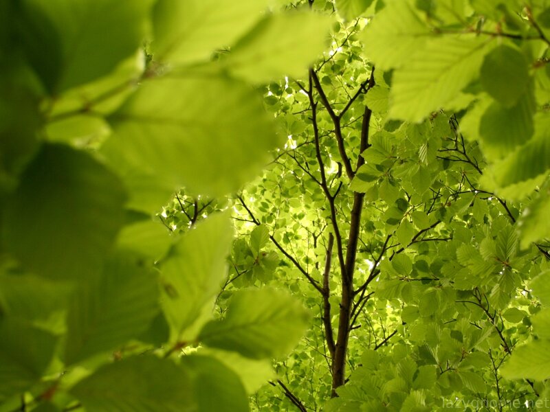 green leaves in sunlight