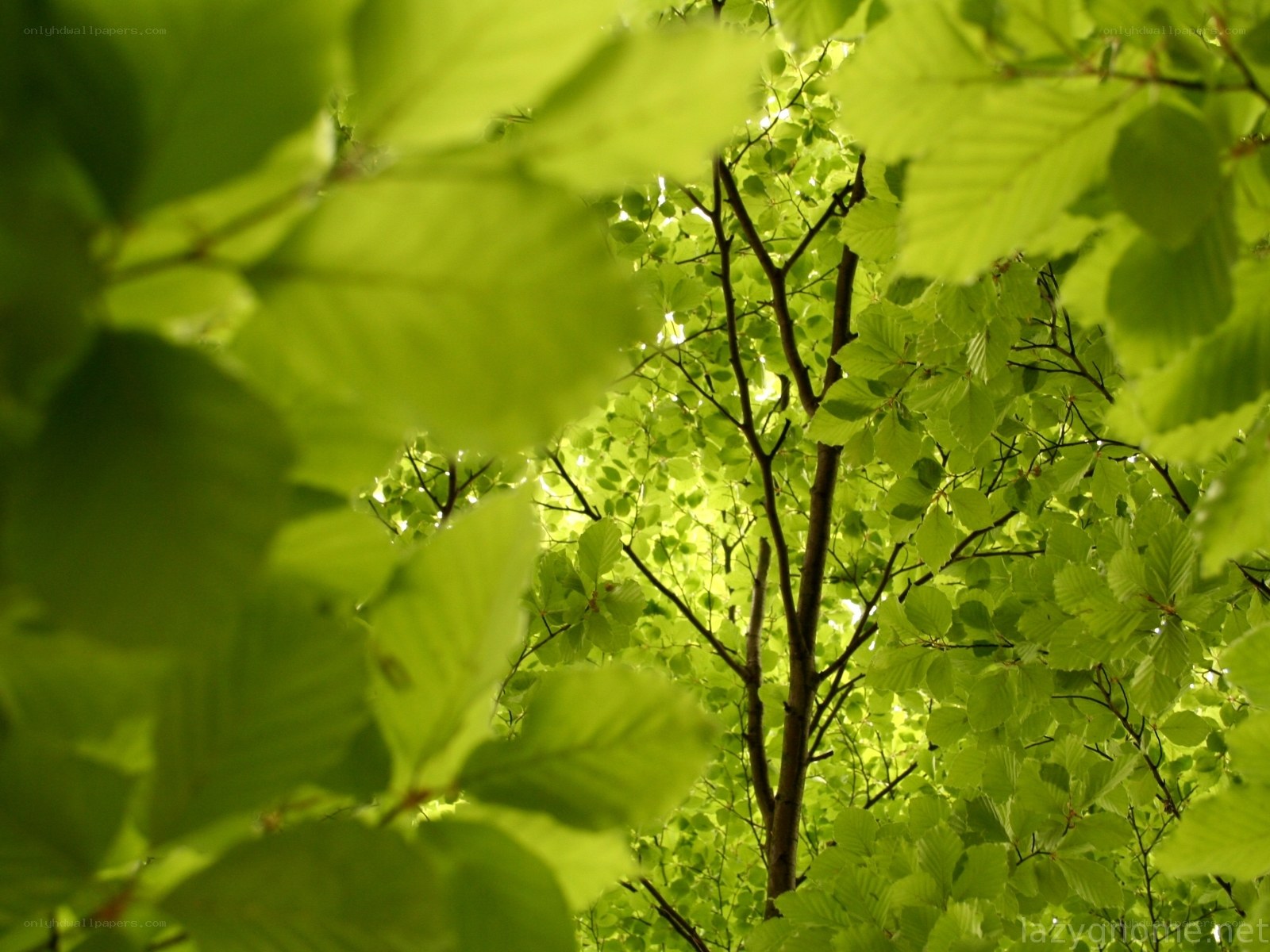 green leaves in sunlight
