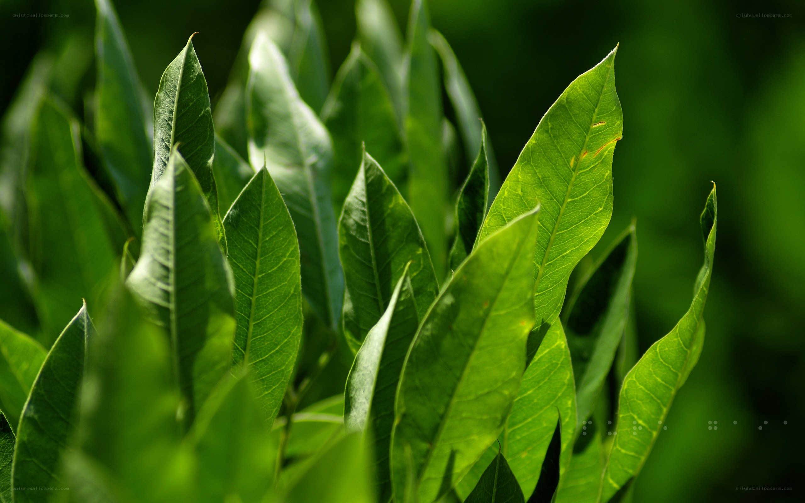 green leaves in sunlight