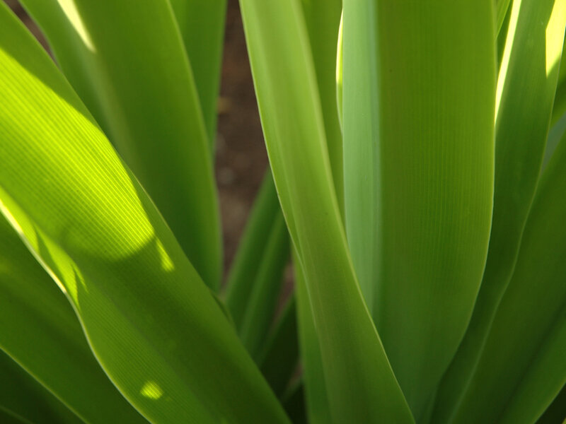 green leaves in sunlight
