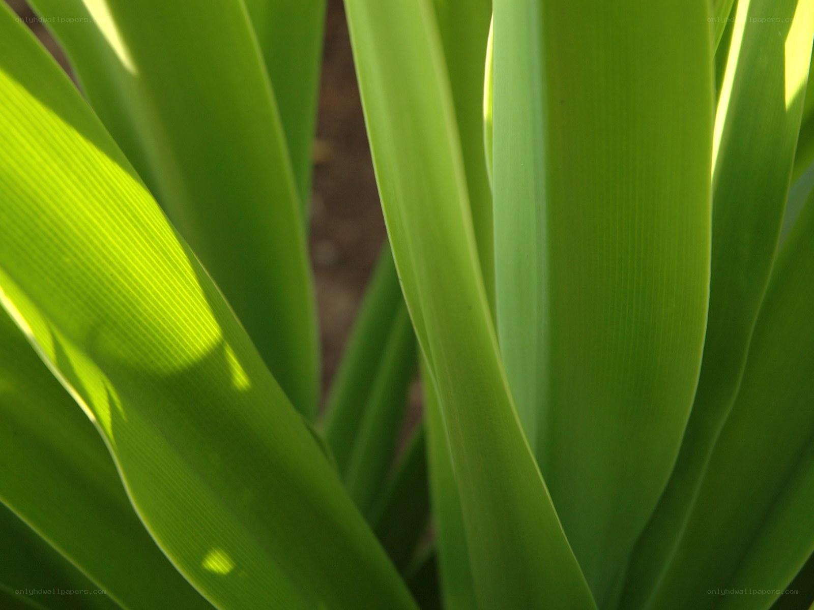 green leaves in sunlight
