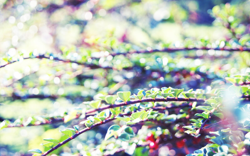 green leaves in sunlight