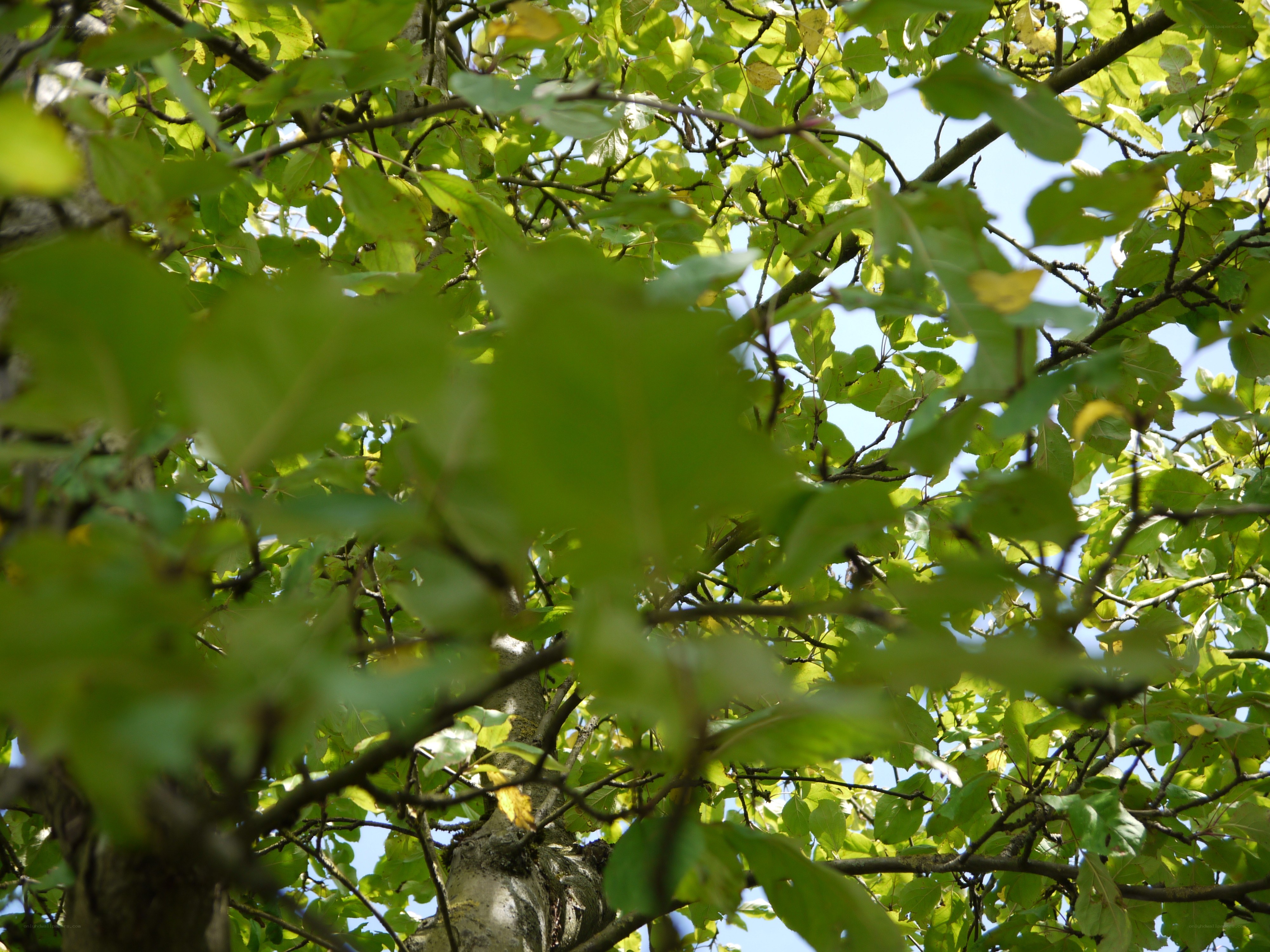 green leaves in sunlight